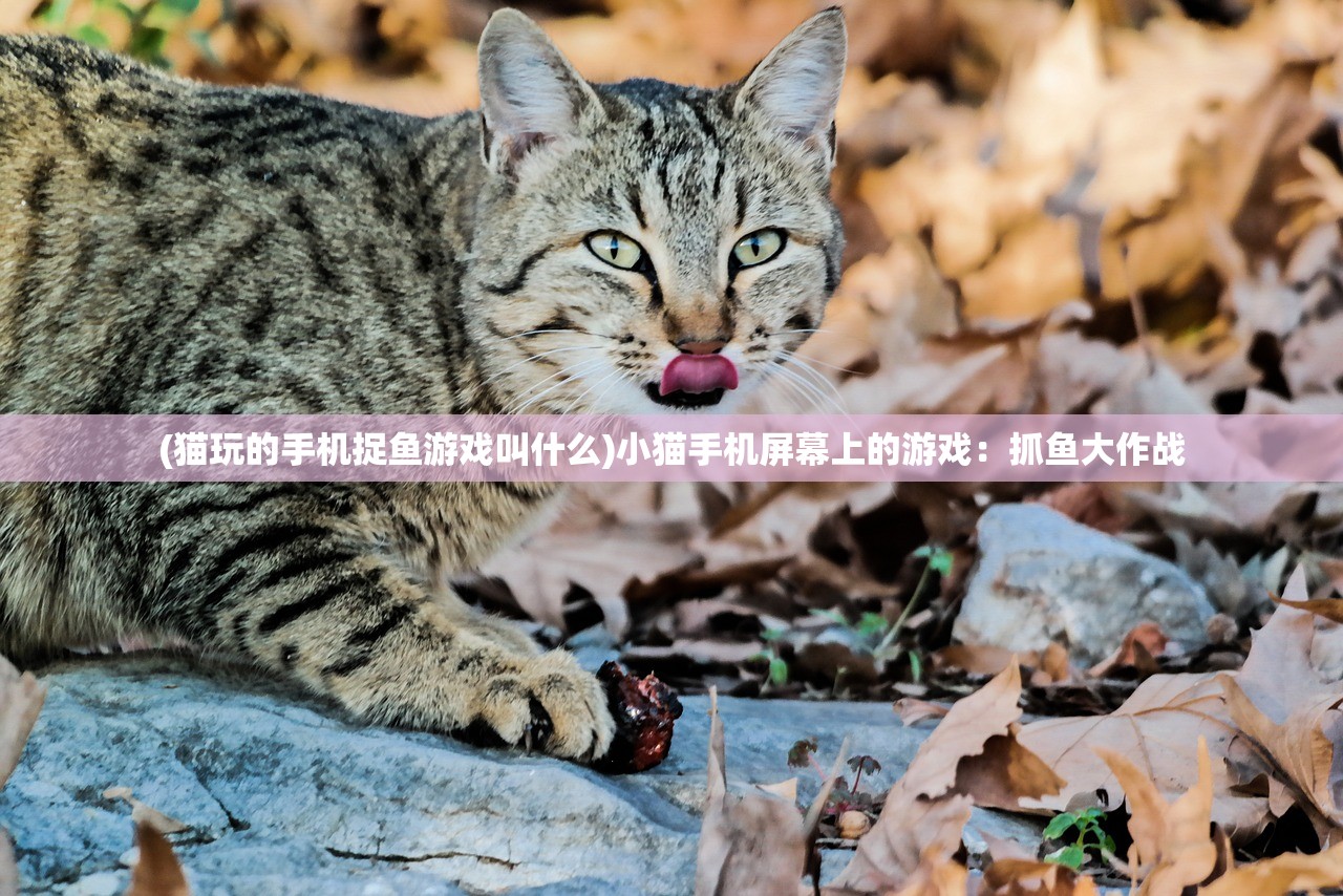 (猫玩的手机捉鱼游戏叫什么)小猫手机屏幕上的游戏：抓鱼大作战